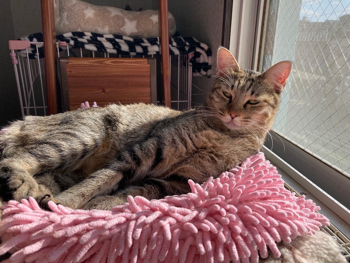 大注目】 ねこたん様専用 羊毛フェルト - poumonquebec.ca