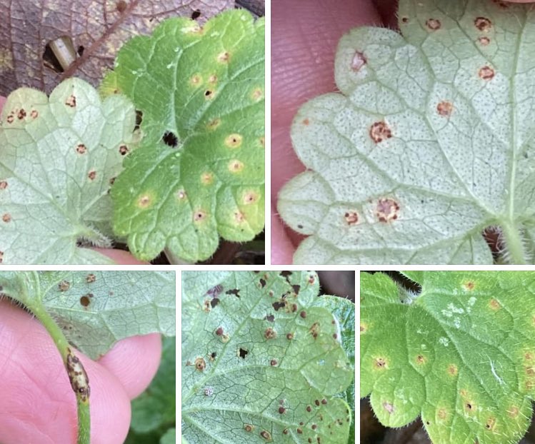 Ground Ivy. Glechoma hederacea. Keep a look out for the rust fungus, Puccinia glechomatis which shows as raised brown dots on the underside of leaves, petiole and stems #AutumnWatch