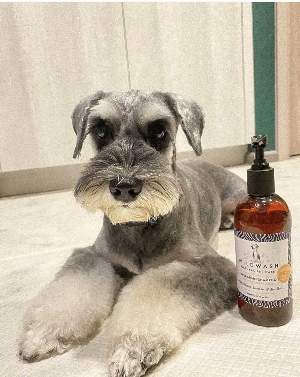WildWash's tweet photo. Happy Monday! ๐
@myschnauzerfamily
.
.
.
#wildwash #wildwashnatural #naturaldogshampoo #organicshampoo #organicshop #natural #petgroomers #mondayvibes #mondaymorning #goodmorning #mood #dogsofinstagram #schnauzersofinstagram #miniatureschnauzer #miniatureschnauzersofinstagram https://t.co/dBH0WPAOp3