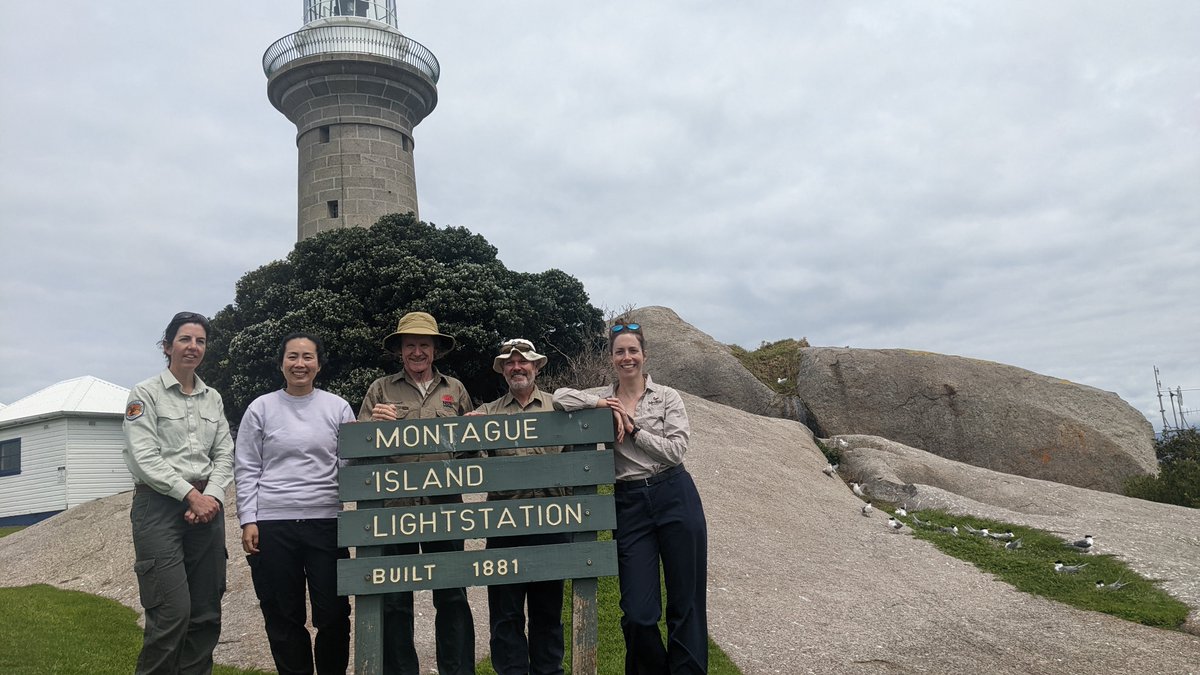 AUS_NZ_Seabirds's tweet photo. We (@AUS_NZ_Seabirds) have begun fieldwork on Barunguba-Montague Island, NSW, to understand the role of Marine Parks for protecting threatened Gould's #Petrels. The work received funding from the Australian Government's "Our Marine Parks Grant" scheme. https://t.co/2d5wl5NH3m