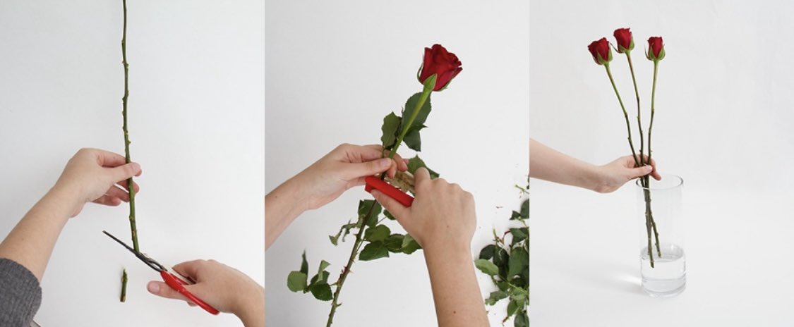 Flower Care
1.) Cut the flower stem at an angle.
2.) Remove any foliage that will sit below the water level.
3.) Mix the flower food packet with water as directed.
4.) Place your flowers in the vase filled with your treated water &amp; enjoy.
#flowercare #freshflowercare