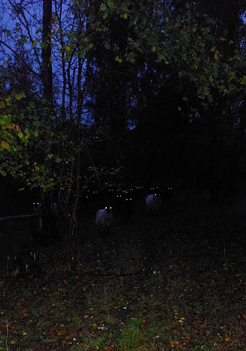 I know I shouldn't do too many <a href="/ARA_PCG/">Conservation</a> #sheepdate posts but these guys have such brilliant comedy value 😄
