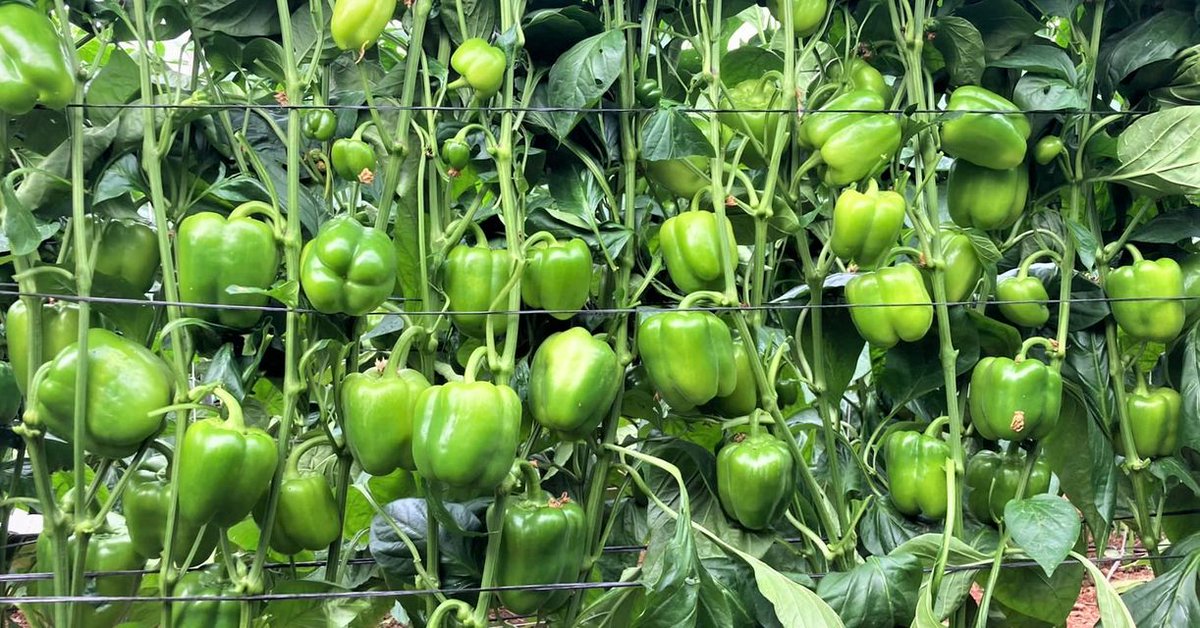 Poli_ElEjido's tweet photo. Patrocinador Oficial del Pvo El Ejido @TopseedsES🔝🌱

💙TOP SEEDS IBÉRICA💙

Gran cultivo de #GALIANO de manos de nuestro amigo Víctor López 
#Producción, #homogeneidad y #calidad durante todo el ciclo 

https://t.co/TSdpfWCZgU

#TopSeeds #Pimiento #Pepper #California #Berja https://t.co/mxNn9IZqH6