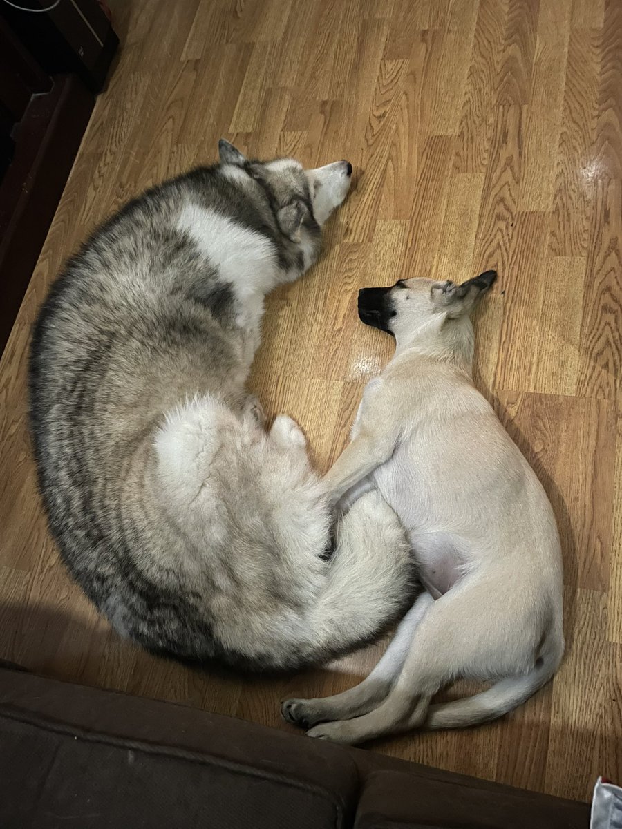 whitekill666's tweet photo. @KristaLeeSlade @BigJigglyPanda Nap time https://t.co/QgTz7F7Ifw