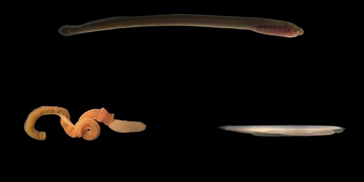 エリプティキウス: 脳を保護するための脊椎動物の進化を明らかにした先史時代の魚