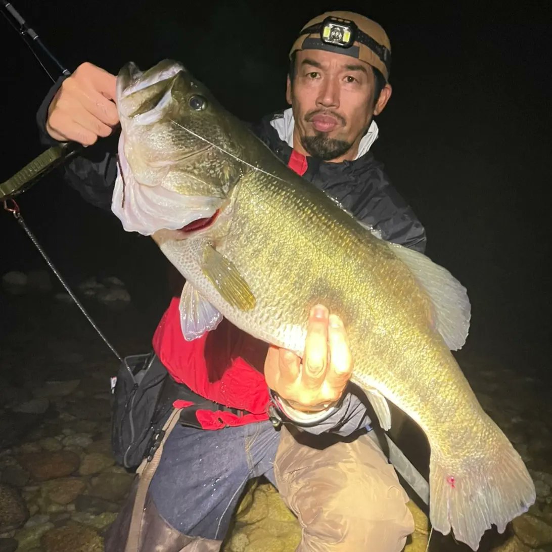 pfp_tomo's tweet photo. 武蔵兄貴、MMA83(兄貴がプロデュースする釣竿)でブラックバス自己記録更新！
口閉65cm 口開き68cm

#武蔵 #釣り #ブラックバス #自己記録 #mma #MixedMonsterAttack #fishingrod https://t.co/REeSUyPpRj