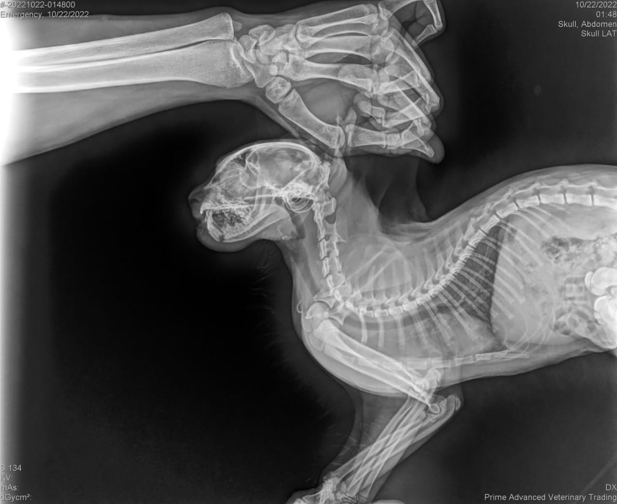 شباب القط بتاعي وقع من البلكونة و فكه اتكسر و محتاج عمليه حد يعرف عياده أو مستشفى يكون سعر العمليه فيها حنين شويه علشان هي بجد مكلفة اوي و لسه الحاجات اللي سكر هيحتاجها بعد العمليه بس فعلا يكون مكان مضمون