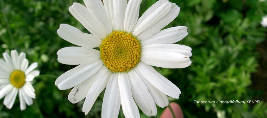 higiene_ambient's tweet photo. #Biocidas, la CE aprueba el cloruro de didecildimetilamonio para #desinfectantes y el extracto de #Tanacetum cinerariifolium para #repelentes
https://t.co/ceaoxKDOS6
#ControldePlagas #SaludPublica #HigieneAmbiental #Higienedemanos #piretrinas #mosquitos https://t.co/fdOCUb3Bc6