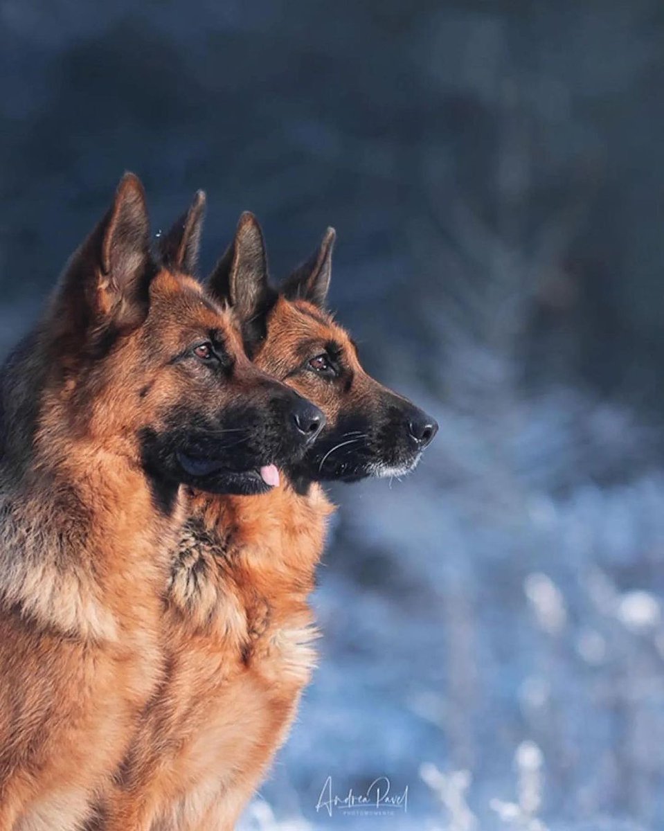 So cute german shepherd 🐕