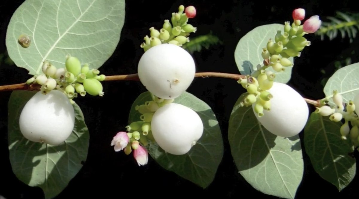 FloraNederland's tweet photo. Reis mee door onze flora. Sneeuwbes uit de Kamperfoeliefamilie. Aan de struiken van de Gewone sneeuwbes zitten na de bloei gedurende een lange periode tot na de winter de witte bessen. https://t.co/h347bRn5Vl #plantendichterbij #invasieveexoot https://t.co/4fTQ3gTrNr