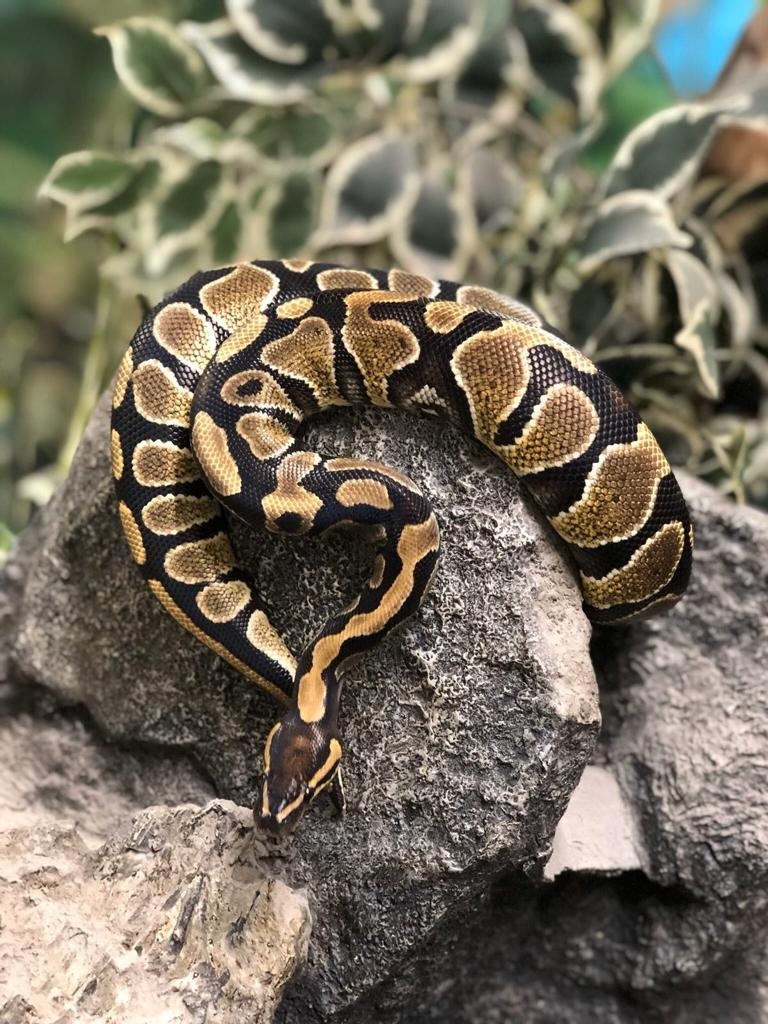 Shrewsbury Museum tweet media