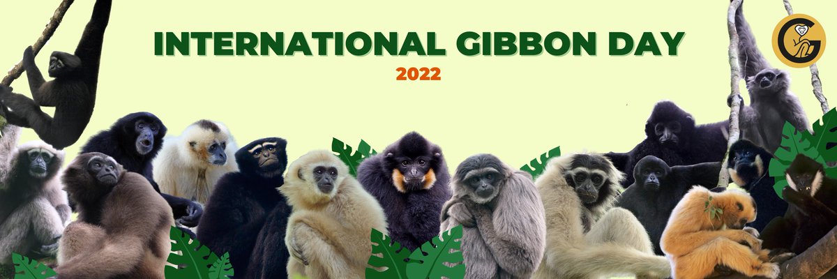 IUCN_Gibbon's tweet photo. β¨πHAPPY INTERNATIONAL GIBBON DAY!! πβ¨
Today we are not only celebrating these incredible apes, but also the people and communities who contribute to the conservation of gibbons around the world!! (1/2)
#IGD2022 #InternationalGibbonDay
#communitiesforconservation https://t.co/L8NH2asHnF