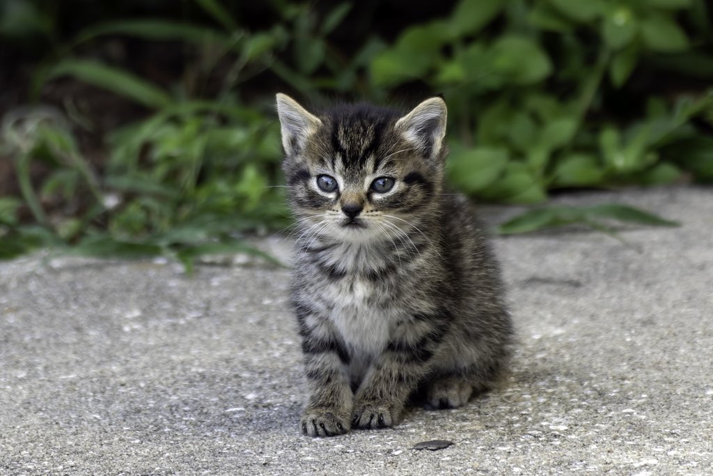 SamEisen1's tweet photo. Felis catus https://t.co/wGpKq7Agyy