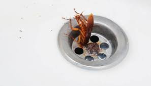 Keep an eye out for #Bugs lurking in your sink! While most people flinch at the phrase "#moist," #cockroaches adore it. #WhoKnew? #Waterbugs