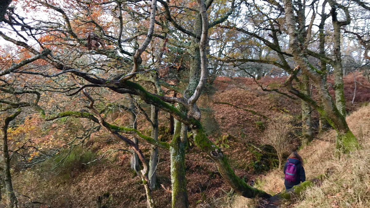 ramblersscot's tweet photo. 🍂 Wishing all our followers a wonderful #walking week ahead!

Did you get out exploring at the weekend? 🥾

📷 = A wooded Perthshire glen, wearing its autumn coat. 🍂 https://t.co/g6cfZKqRPe