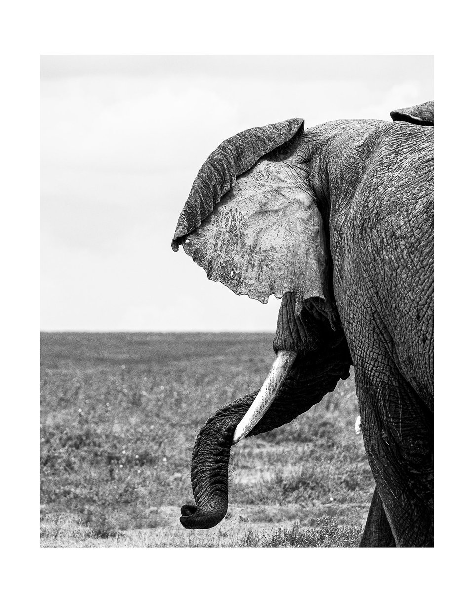 Tusk player 

#elephant #serengetielephants #serengetinationalpark #tanzanianationalparks #wildlifephotography #unforgettabletanzania #visittanzania #wildlife #touristdestination #touristattractions