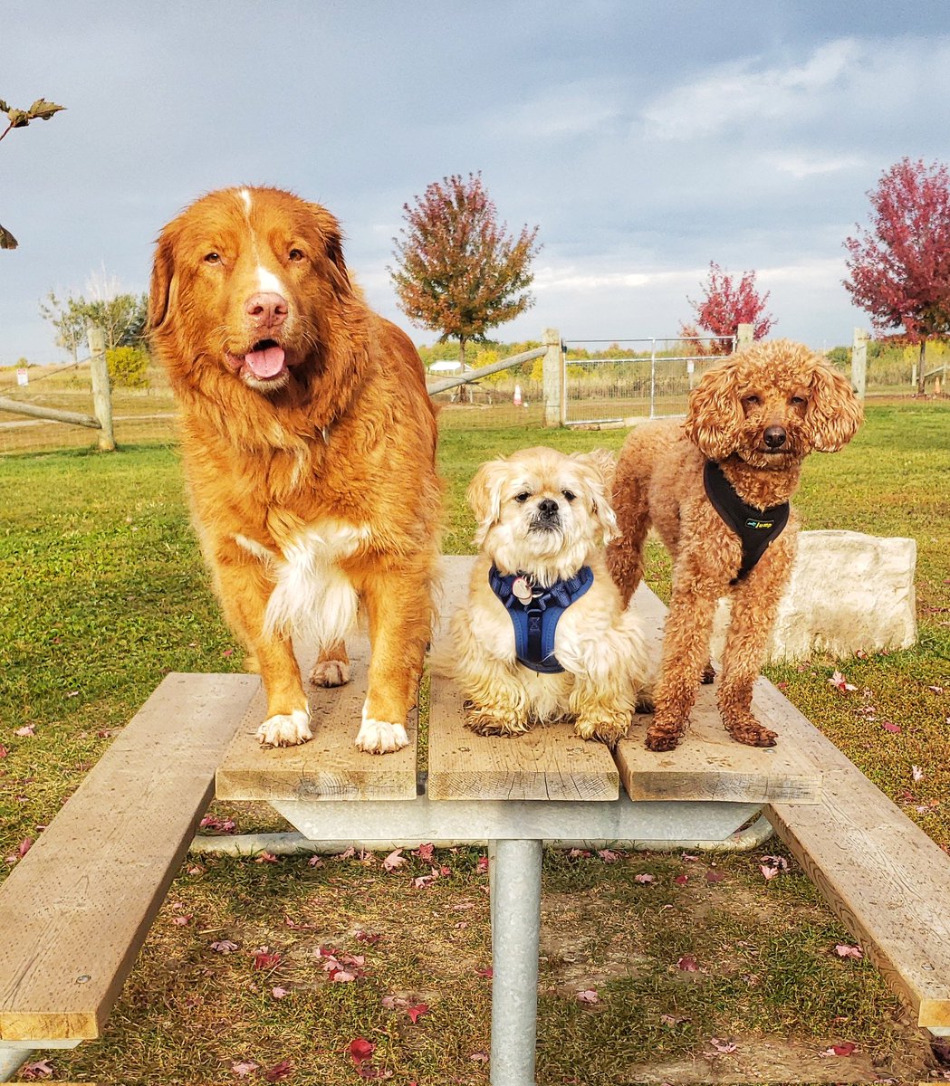 WalkinDogwalk's tweet photo. Starting the week off just right with this little trio!
😁🐾❤❤❤🐾🐶🐶🐶
#Mondaymotivation #trio #ducktoller #minipoodle #seniordog #GrumpyGus #rescuedogs #walkinthedoginwhitby #walkinthedog https://t.co/9gbHpZ4mb4