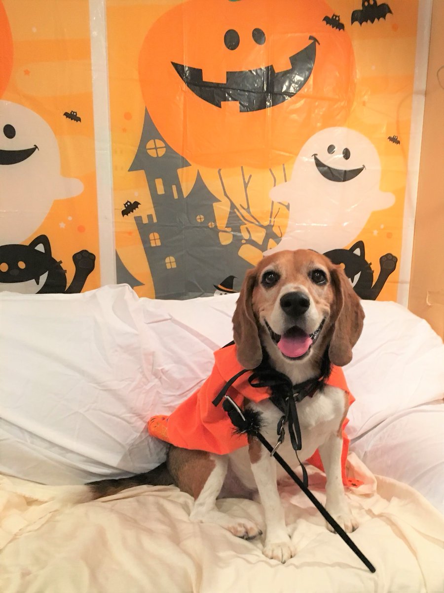 mofmo_'s tweet photo. 10/31はHALLOWEEN🎃ペットの可愛いハロウィン写真をこちらのリプライに送って頂いた方はmofmoで紹介されちゃうかも…？被り物が苦手な子は加工でもOK◎皆さんのご応募お待ちしております！(10/30(日)12:00まで) https://t.co/0pPfgFkQqq