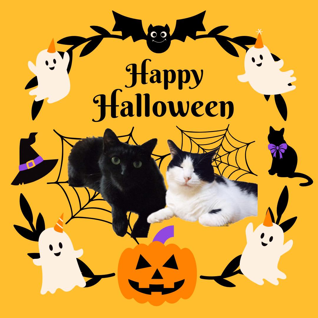 mofmo_'s tweet photo. 10/31はHALLOWEEN🎃ペットの可愛いハロウィン写真をこちらのリプライに送って頂いた方はmofmoで紹介されちゃうかも…？被り物が苦手な子は加工でもOK◎皆さんのご応募お待ちしております！(10/30(日)12:00まで) https://t.co/0pPfgFkQqq
