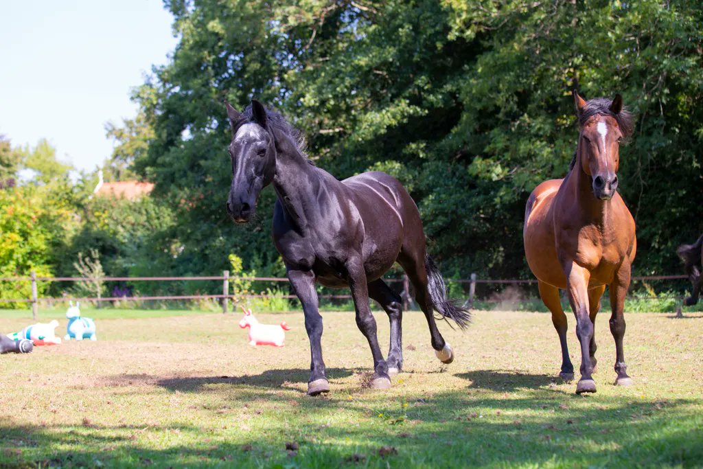Vaak heb je het oude los te laten om het nieuwe te kunnen toelaten. 

#maandag #motivatie #ontwikkelen #leren #coaching #paardencoaching