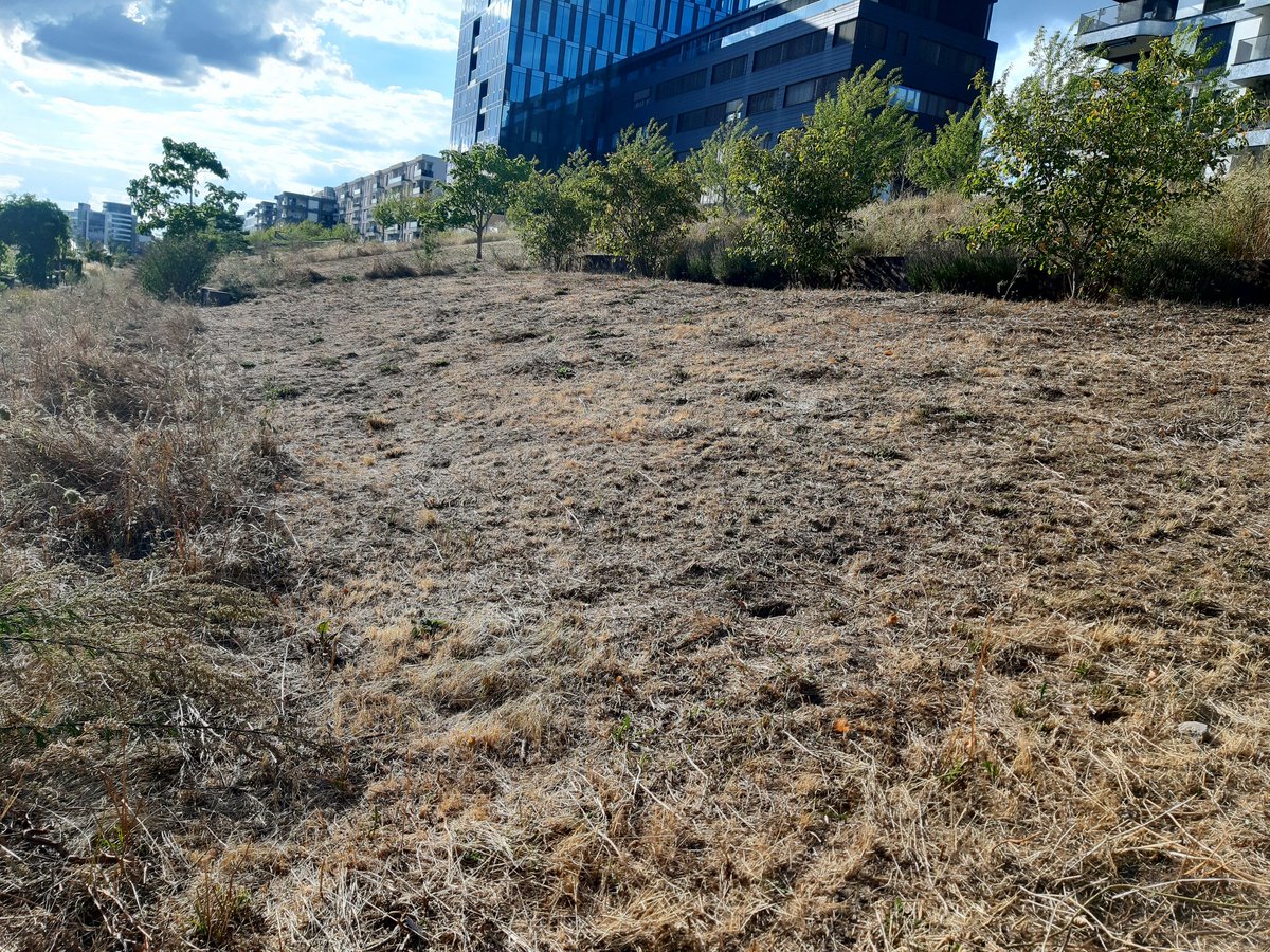 SSekulaNeuner's tweet photo. Why cut the meadow to create a desert? What is the logic? We know how damaging it is for the wildlife! #citipark #Karlsruhe https://t.co/JNBvNl5Nq0