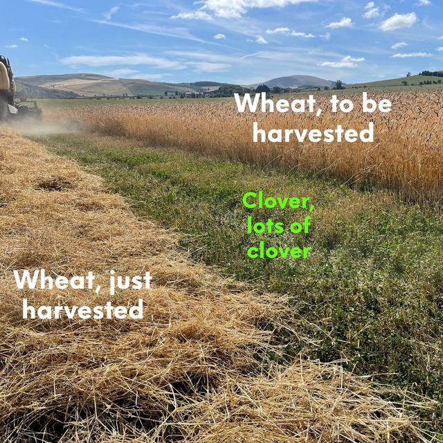 Thinktankfarm's tweet photo. Amazing post from @wildfarmed showing some fantastic pasture cropping.  Very cool

https://t.co/hSn8lxibzJ

#regenerativefarming #regenag #regenerativeagriculture #covercropseeds #covercrops #seeds #plantingseeds #clover #sustainablefarming #carbonfarming #soilcarbon https://t.co/7oS0Mi1gpn