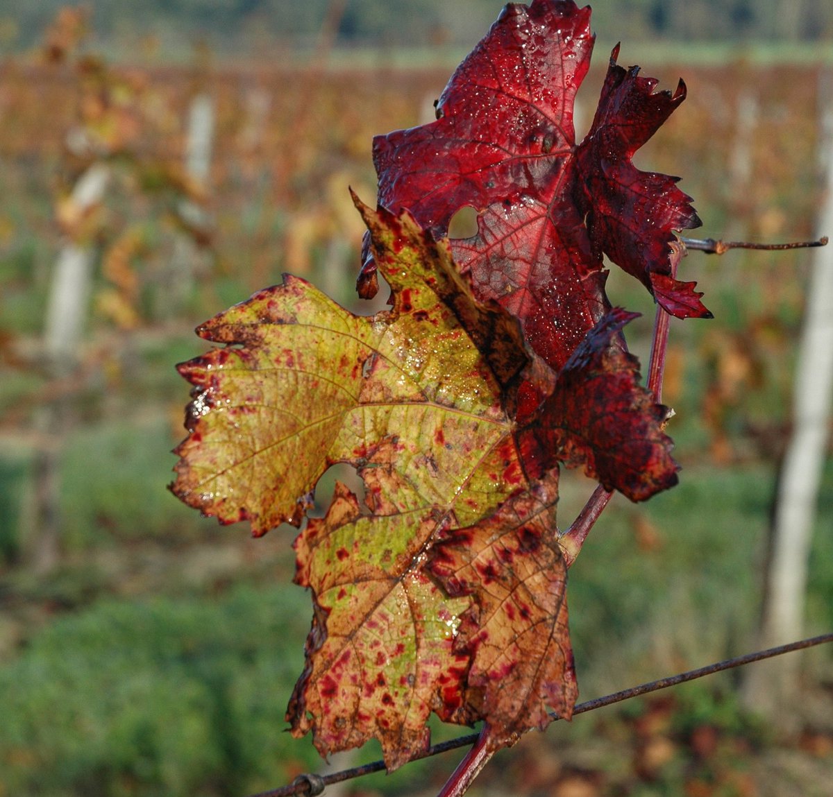 ChlaLevrette's tweet photo. L’automne s’installe sur la vigne avec ses jolies couleurs !
#vigne #automne #vigneenautomne #levrette #levrier #wine #winelover #winetime #field #vinefields #feuilles #feuilledautomne #bordeaux #vindebordeaux #bordeauxwine https://t.co/AhpaywfvXx