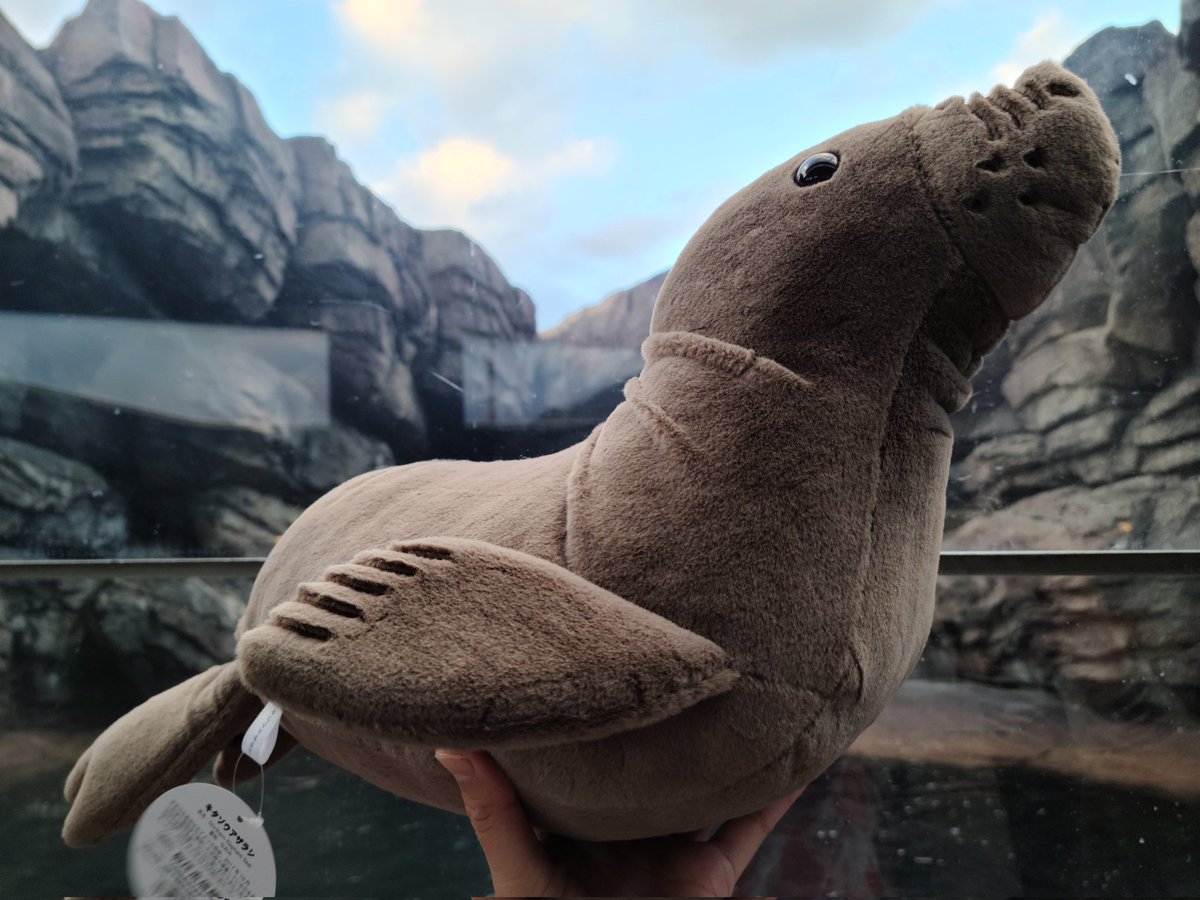 キタゾウアザラシ Twitter Search Twitter