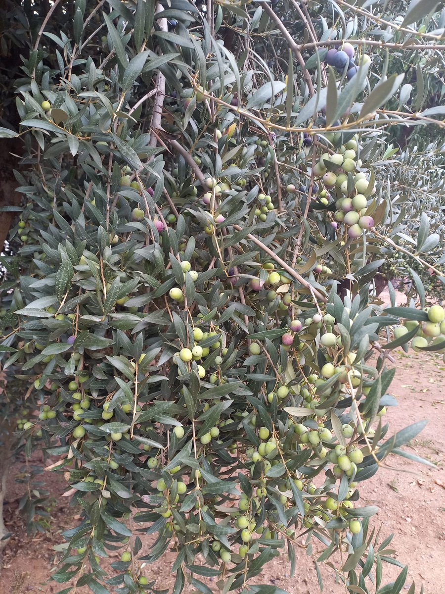 Les Olives del Mas, tot just comencen a madurar. Encara esperarem uns 10 dies a collir-les. Recordeu que por un bon Oli Verge Extra (OVE) sempre sanes i directament del arbre, ni verdes ni massa madures. Ben aviat tindreu el nostre Oli Nou 2022. masdelvila.cat 🙂 #olinou