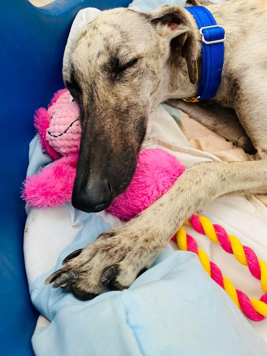 GalgosdelSol's tweet photo. Heather has never felt love until now. Look how she hugs her new teddy like it’s the most precious gift in the world 🌎❤️Who couldn’t love a Galgo? ❤️ https://t.co/l7jx9puTWN