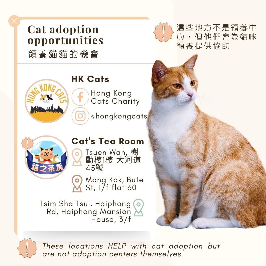 cityu_vms's tweet photo. We have summarised a few major animal #adoptioncenter or opportunities in Hong Kong. We are also grateful to have Dr Stefan Hobi to share his view with us. 🐾🩺✨ (2) https://t.co/502YO4EEMC