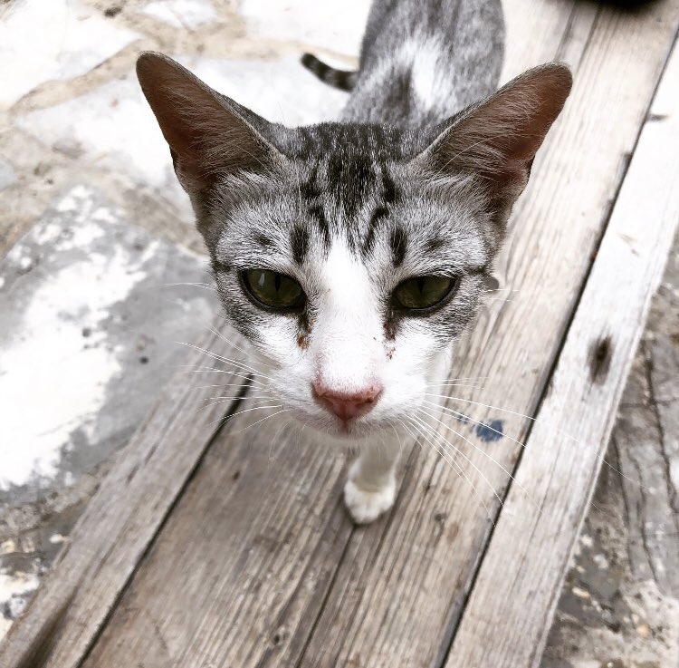 CorfuC's tweet photo. #CatsOfTwitter Good Meowning to you from me and my brothers and sisters the Corfu Cats. Read all about us in our book: https://t.co/vsbdVeaqMB https://t.co/MClmnVqEZx