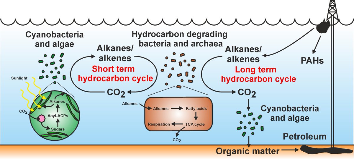 Terry McGenity (@tmcgenity) on Twitter photo Fully-funded PhD (<a href="/ARIES_DTP/">ARIES Doctoral Training</a>)
Understand a hidden hydrocarbon cycle between marine algae and hydrocarbon-degrading microbes.
<a href="/TMcgenity/">Terry McGenity</a>, Boyd McKew (University of Essex <a href="/EssexLifeSci/">School of Life Sciences, University of Essex</a>) and <a href="/LeaSmithLab1/">Lea-Smith Lab</a>, <a href="/kolya1991/">Nikolai Pedentchouk</a> (UEA <a href="/UEAResearch/">UEA Research</a>)
Further details at tinyurl.com/558nupej Fully-funded PhD (<a href="/ARIES_DTP/">ARIES Doctoral Training</a>)
Understand a hidden hydrocarbon cycle between marine algae and hydrocarbon-degrading microbes.
<a href="/TMcgenity/">Terry McGenity</a>, Boyd McKew (University of Essex <a href="/EssexLifeSci/">School of Life Sciences, University of Essex</a>) and <a href="/LeaSmithLab1/">Lea-Smith Lab</a>, <a href="/kolya1991/">Nikolai Pedentchouk</a> (UEA <a href="/UEAResearch/">UEA Research</a>)
Further details at tinyurl.com/558nupej