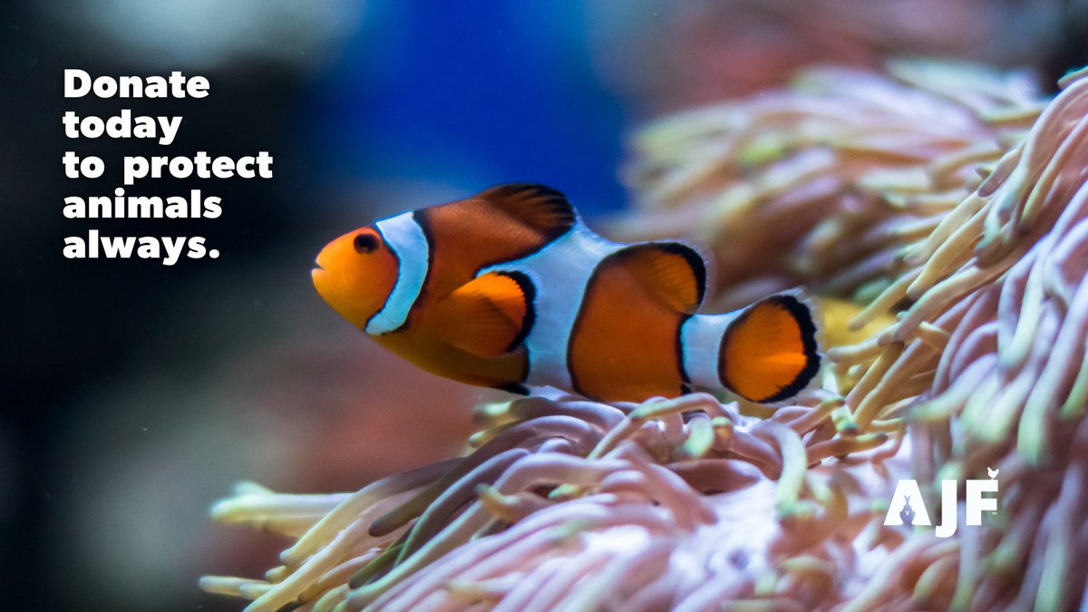 AJF_Australia's tweet photo. Your donation to the AJF will be invested in ethical stocks to grow in perpetuity.
See more about why you should donate - https://t.co/QG7HdNNRmA
#ClownFish #Anemone #Donation #Perpetuity #EthicalInvestment #StockMarket #AnimalExploitation #ProtectAnimals #AnimalJustice #SeaLife https://t.co/kCzJzACfT5
