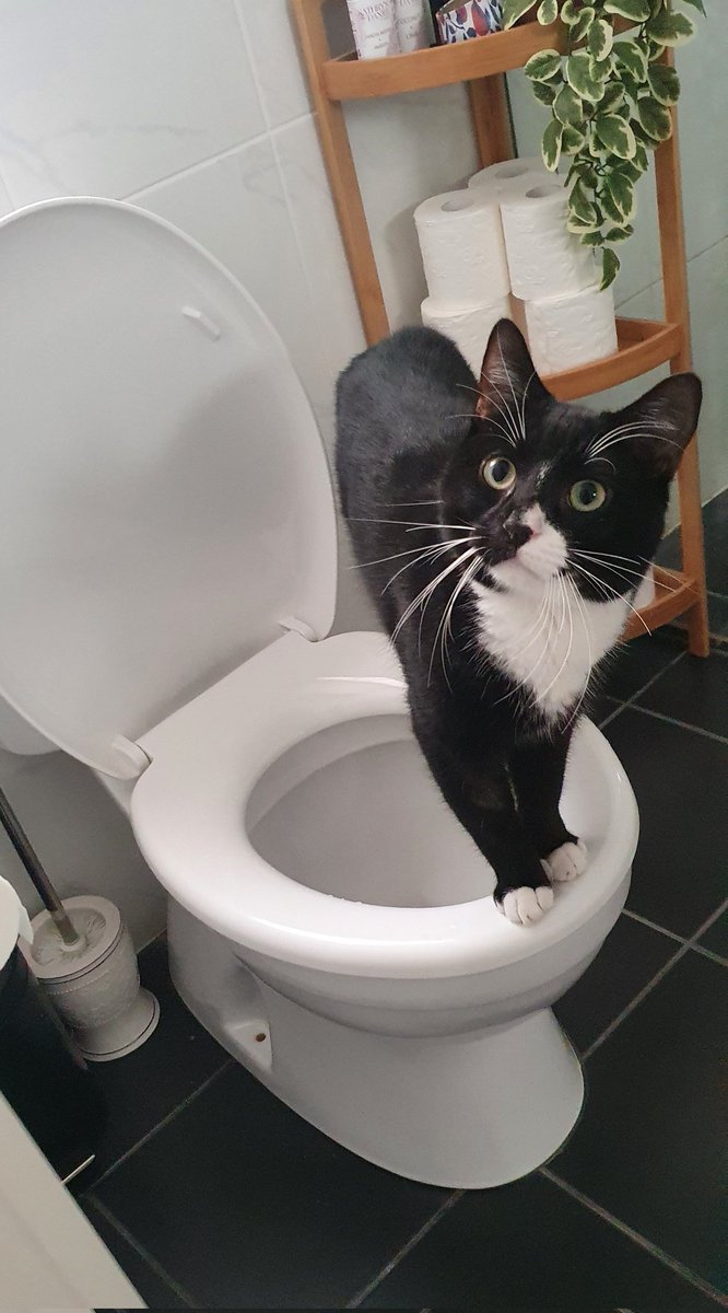 reznorism's tweet photo. It's your day off, ahh a sleep in. 8am there's a strange noise in the bathroom, slowly you go to investigate. You find your new kitty has managed to open the toilet seat and is trying to drink from the bowl. But he is innocent he says, you can tell by the look on his face! https://t.co/ffubNzglMf