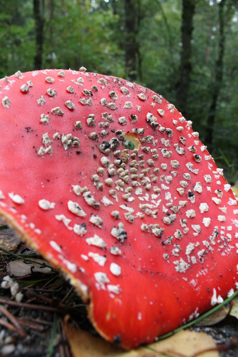 Wandelvierdaagse tweet media