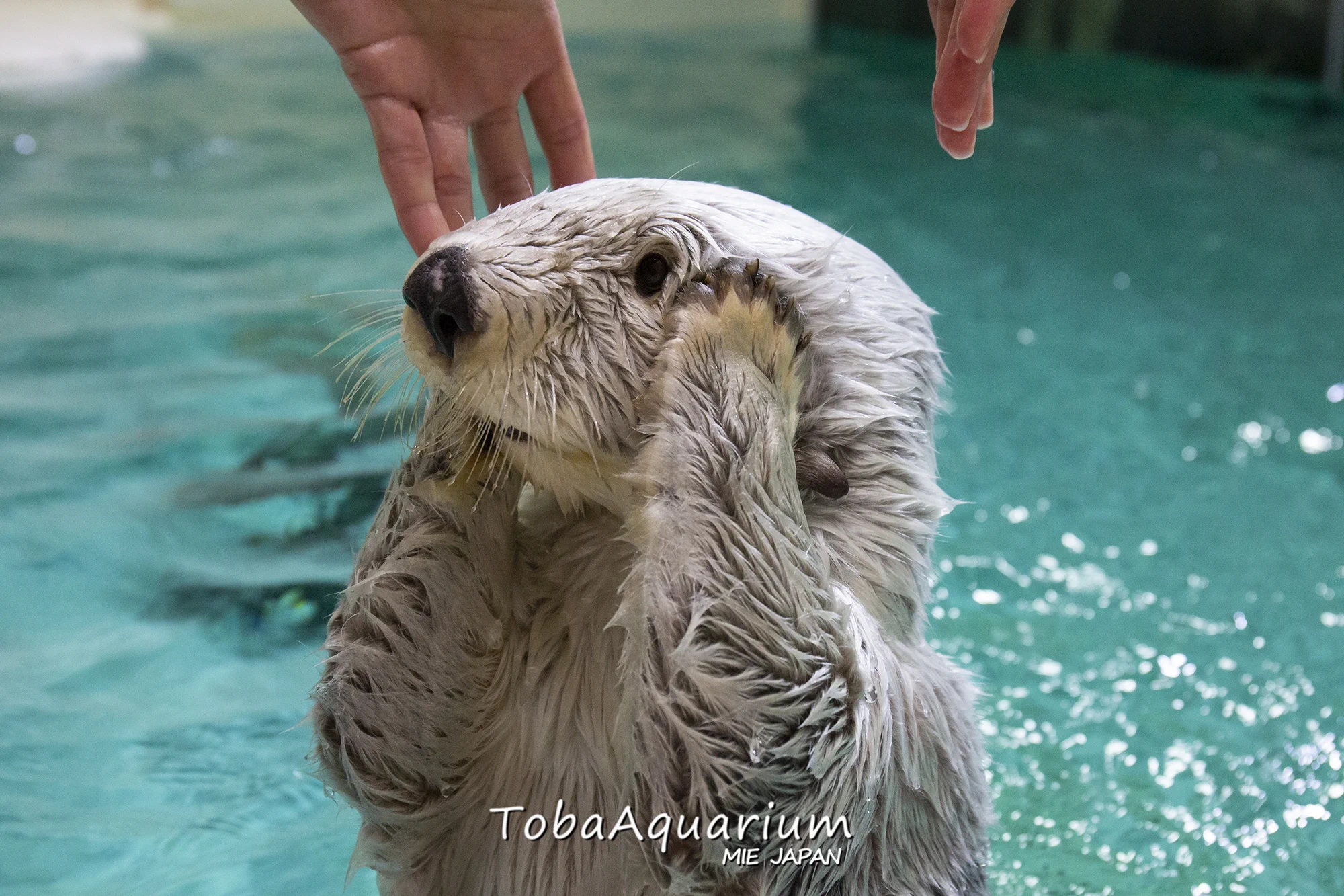 鳥羽水族館（TOBA AQUARIUM） on X: 
