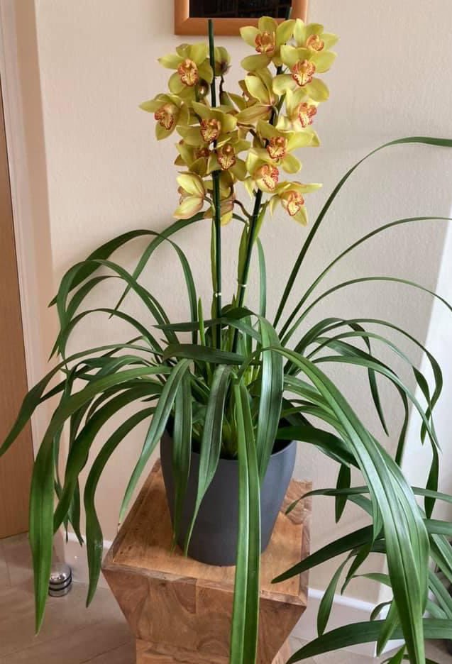 NoniSturge's tweet photo. Have a wonderful week everyone. Lots of smiles ☺️ #cymbidium #orchid #flower #LookingBackLookingForward 🌼💛 https://t.co/I0XQiNv35Q
