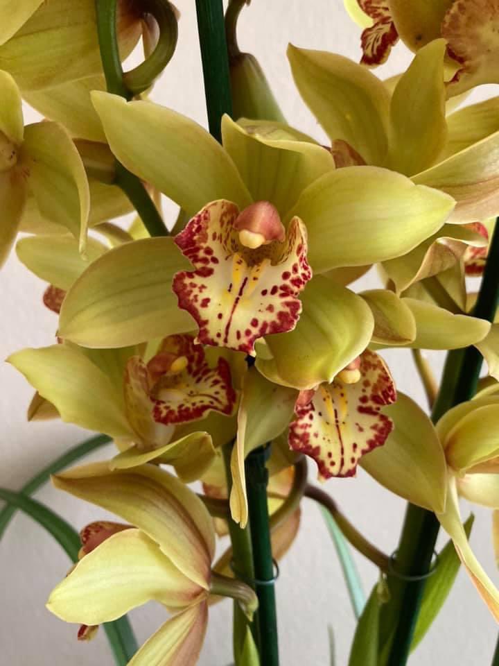 NoniSturge's tweet photo. Have a wonderful week everyone. Lots of smiles ☺️ #cymbidium #orchid #flower #LookingBackLookingForward 🌼💛 https://t.co/I0XQiNv35Q
