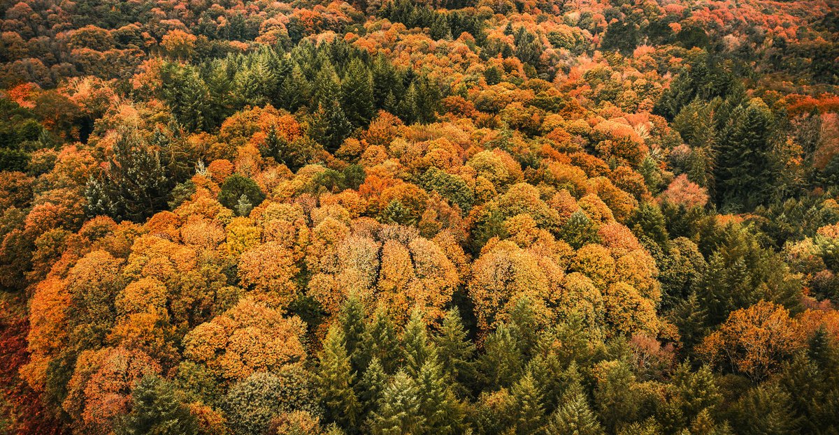 #motivationmonday 🌱 Les couleurs d'#automne sont bien installées au cœur de la forêt de Berné 🍂 👉 Plantations, haies mellifères, ruches bio-surveillées ( 😉@beeOdiversity), il s'en passe des choses dans cette magnifique forêt !