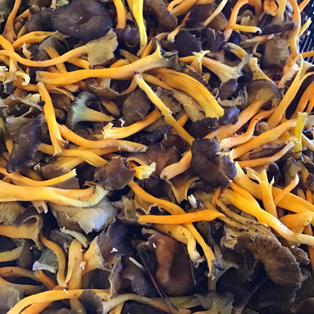 boletsdemenorca's tweet photo. 🍄BOLETS DE TEMPORADA🍄

📝El CAMAGROC (cantharellus lutescens) es una seta que destaca por sabor afrutado, ideal para locos de la repostería o combinaciones dulce-salado.

📱Mándanos un whatsapp al 689 789 530 y apúntate a la lista para conocer la disponibilidad semanal https://t.co/BrrEVwOxt1