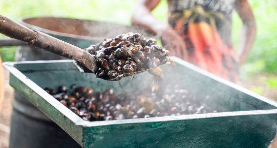 8 Degrees North in #Ghana is officially RSPO certified to produce and sell organic palm oil 🌴! With the support of a @WestAfricaHub co-investment grant, they have already generated over $1 million in investments. 👏 @USEmbassyGhana @USAIDLiberia