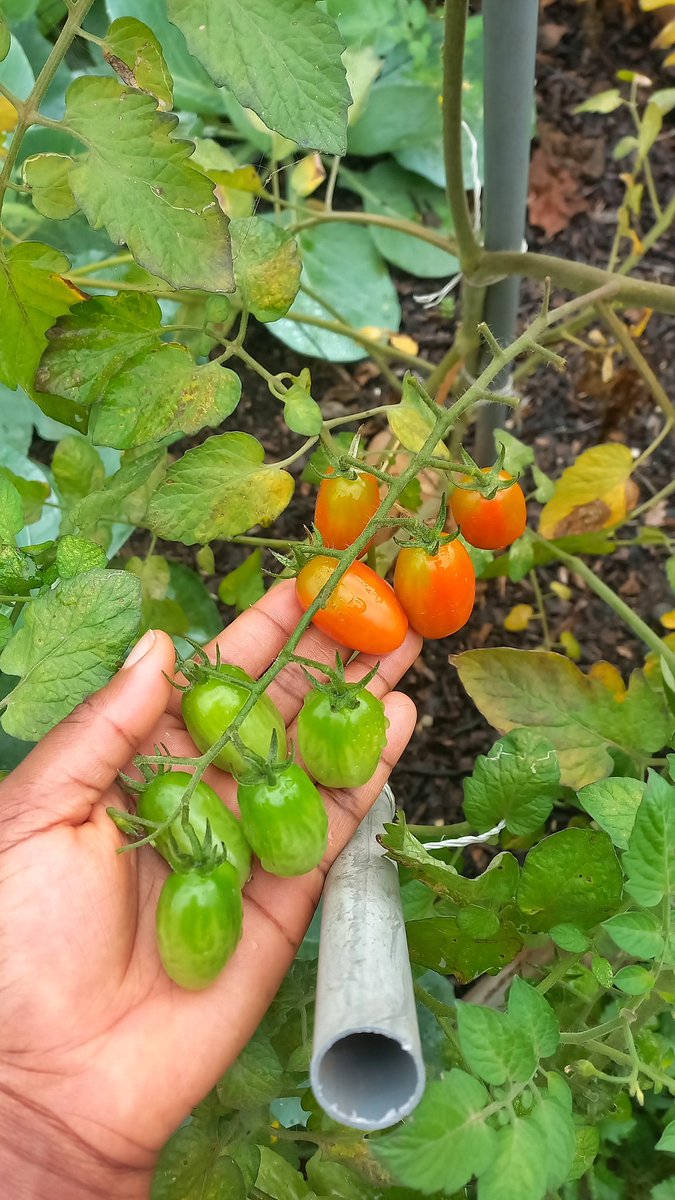 EvolvingVintage's tweet image. Gardening Giveaway!!!

We have 20 of our very viable Grape Tomato seeds to give out to 15 people🎊

They've been dried and 20 is more than enough to take you through a few planting seasons.

It's our own little way of supporting your developing passion to grow food. 

Pls RT 😌😊