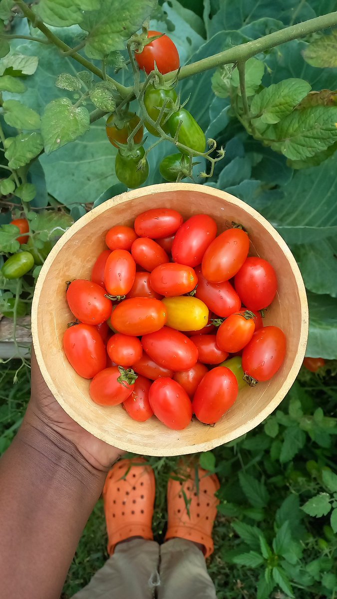 EvolvingVintage's tweet image. Gardening Giveaway!!!

We have 20 of our very viable Grape Tomato seeds to give out to 15 people🎊

They've been dried and 20 is more than enough to take you through a few planting seasons.

It's our own little way of supporting your developing passion to grow food. 

Pls RT 😌😊