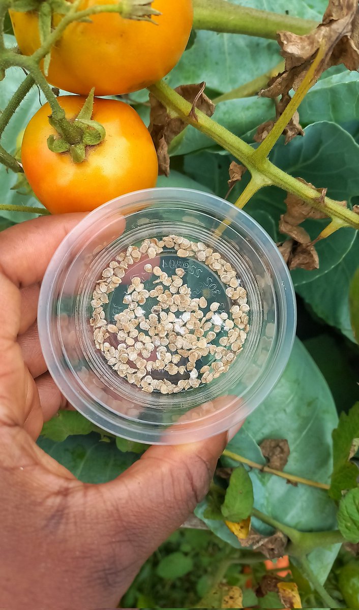 EvolvingVintage's tweet image. Gardening Giveaway!!!

We have 20 of our very viable Grape Tomato seeds to give out to 15 people🎊

They've been dried and 20 is more than enough to take you through a few planting seasons.

It's our own little way of supporting your developing passion to grow food. 

Pls RT 😌😊