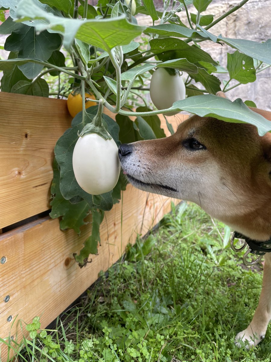 shibainuinparis's tweet photo. Trying out an aubergine 茄子が気になる柴犬 https://t.co/Ggw7aiNSrg