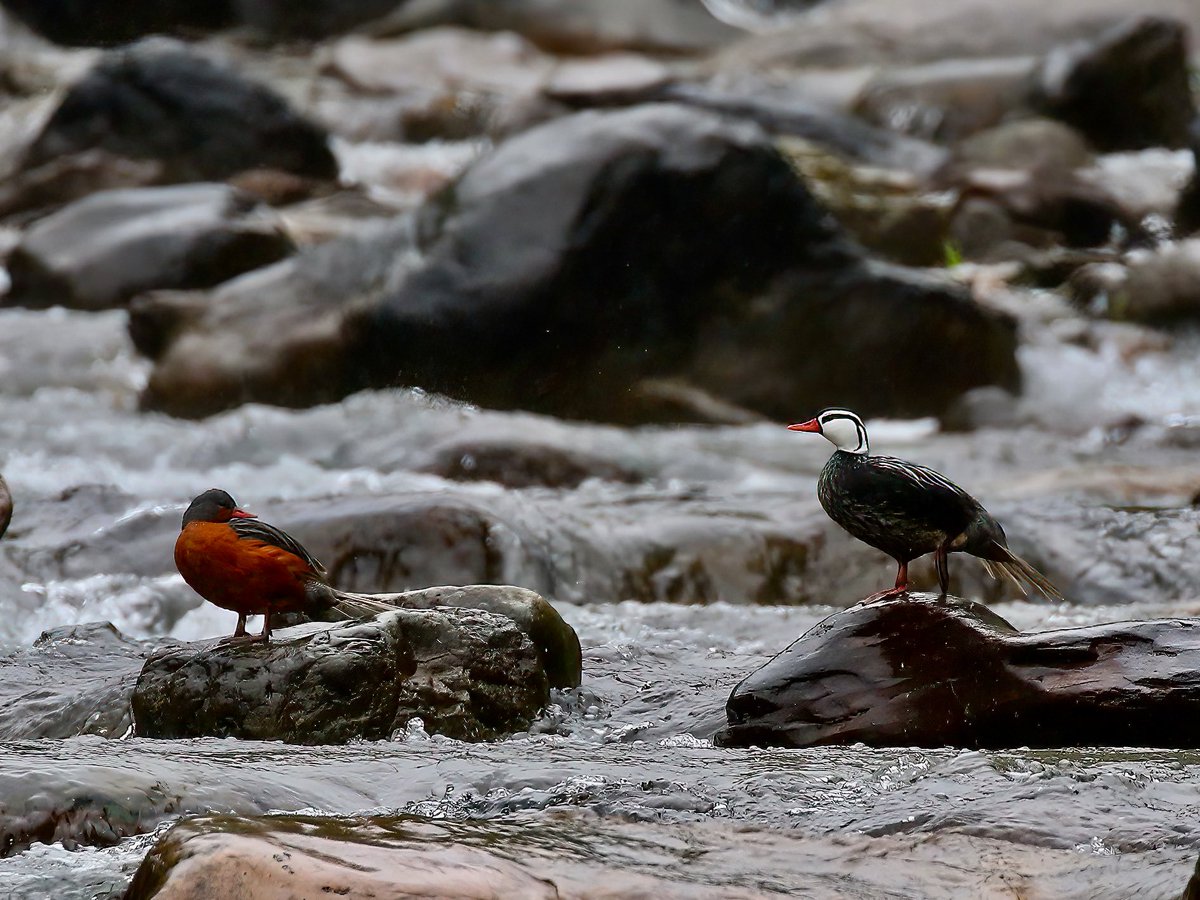 October retrospective: Torrent Ducks, Argentina, 2016.