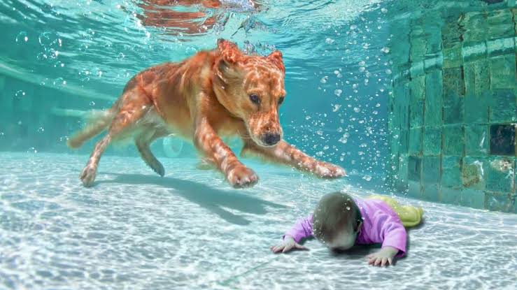Animals that saved people's lives

A THREAD