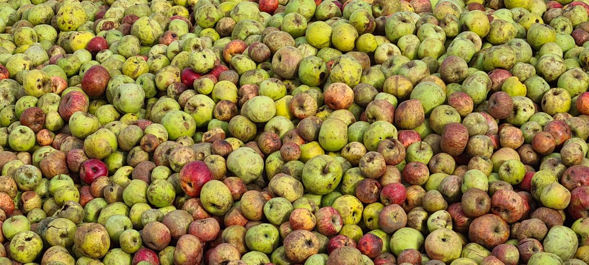 Fundacioncardin's tweet photo. En esta época #Villaviciosa huele a 🍎🍏 , vayas donde vayas y mires a donde mires, hay manzanes, calabaces y castañes, gente #pañando y #mayando . En esta época, somos más @Comarcasidra que en ningún otro momento 😊 @GrupoElGaitero @TurVillaviciosa @TurismoAsturias @AsturturATT https://t.co/yjHSRGxwtF