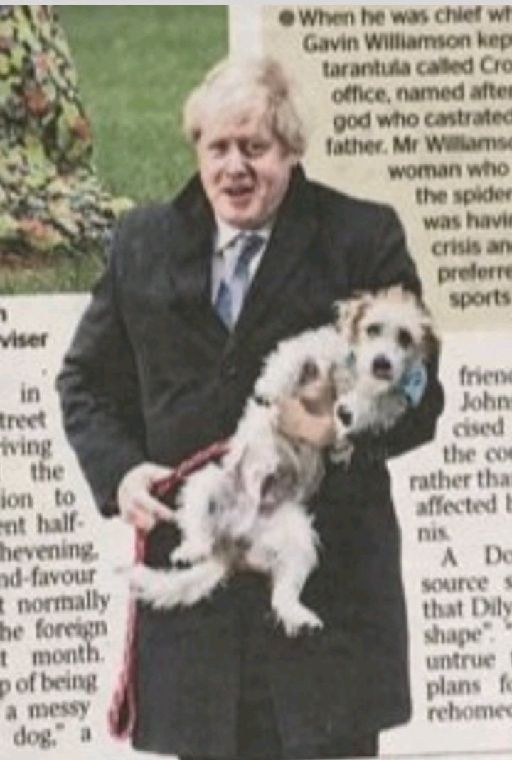 jolly_angelina's tweet photo. @KBGreyhoundlady Maybe #Dilyn needs rescuing from #Boris. Always felt poor Dilyn was acquired as a photo opps prop. Appalling handling + walking methods. He needs training + control on a suitable harness to avoid damage to his larynx. And what's with the stupid hands behind the back technique? https://t.co/VKiwxftXBu